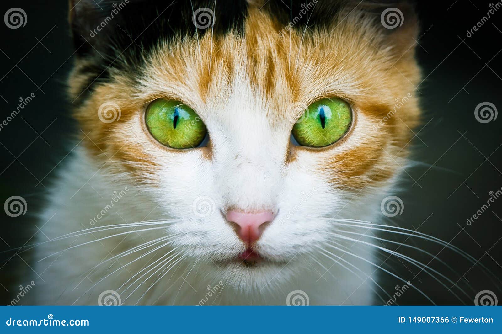 cat close photo. cat portrait close-up photo emphasizing the colored green and yellow eyes staring at the camera dark background