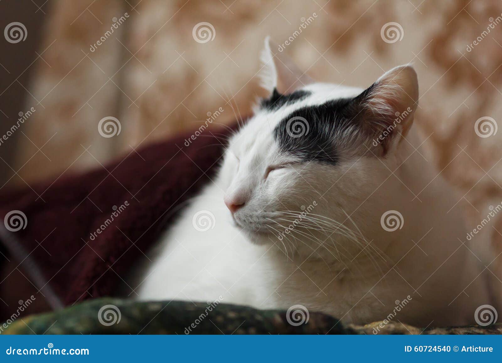 Cat with closed eyes stock photo. Image of fluffy, expression 60724540