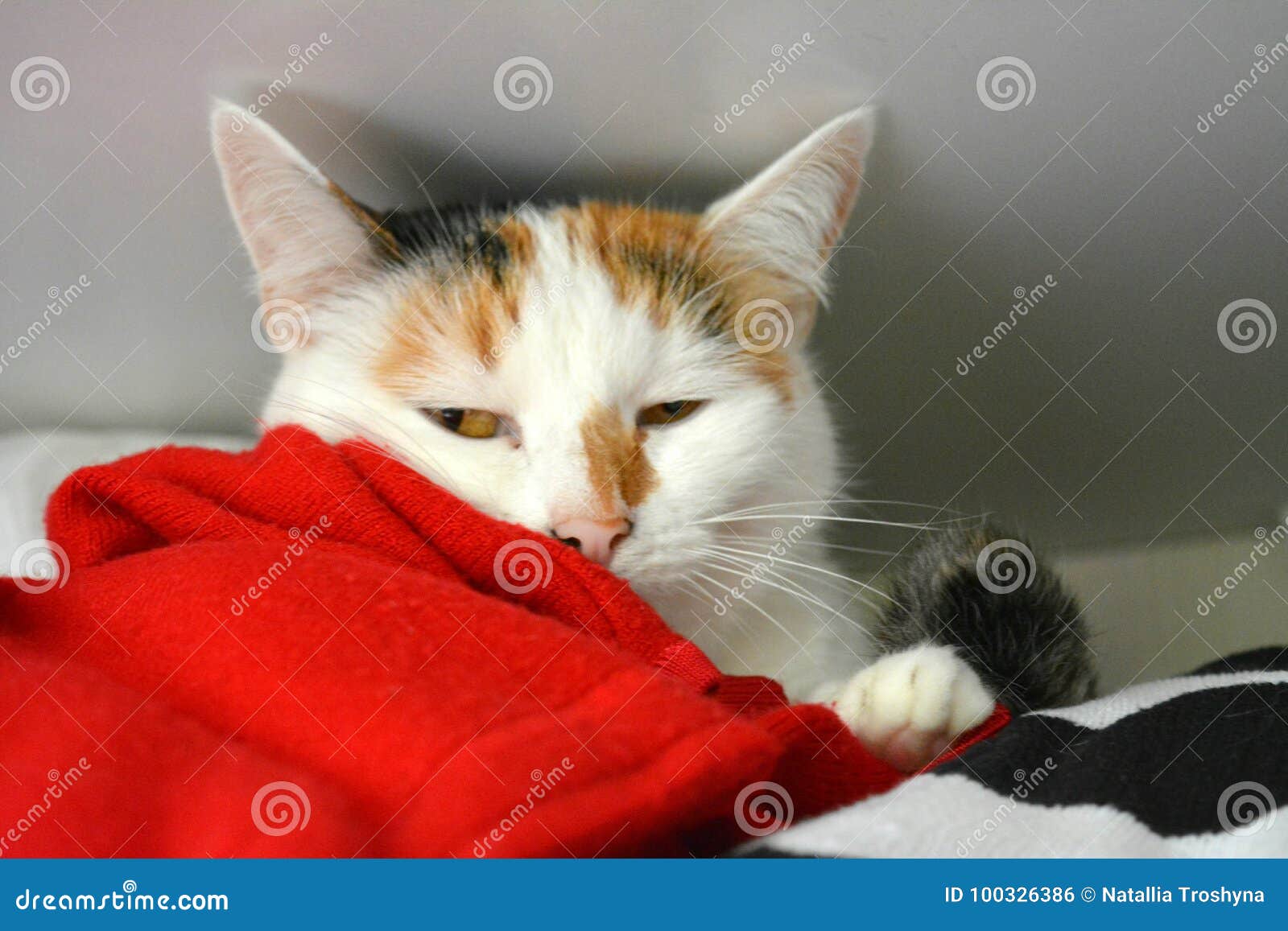 Cat in the closet stock photo. Image of jersey, white 100326386