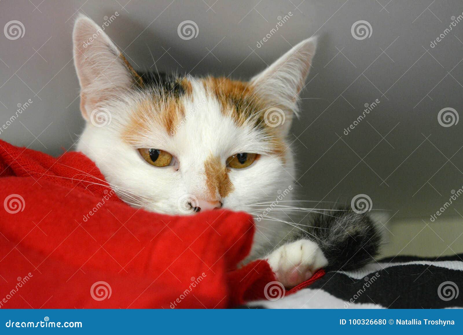  Cat  in the closet  stock photo Image of carnivoran snout 