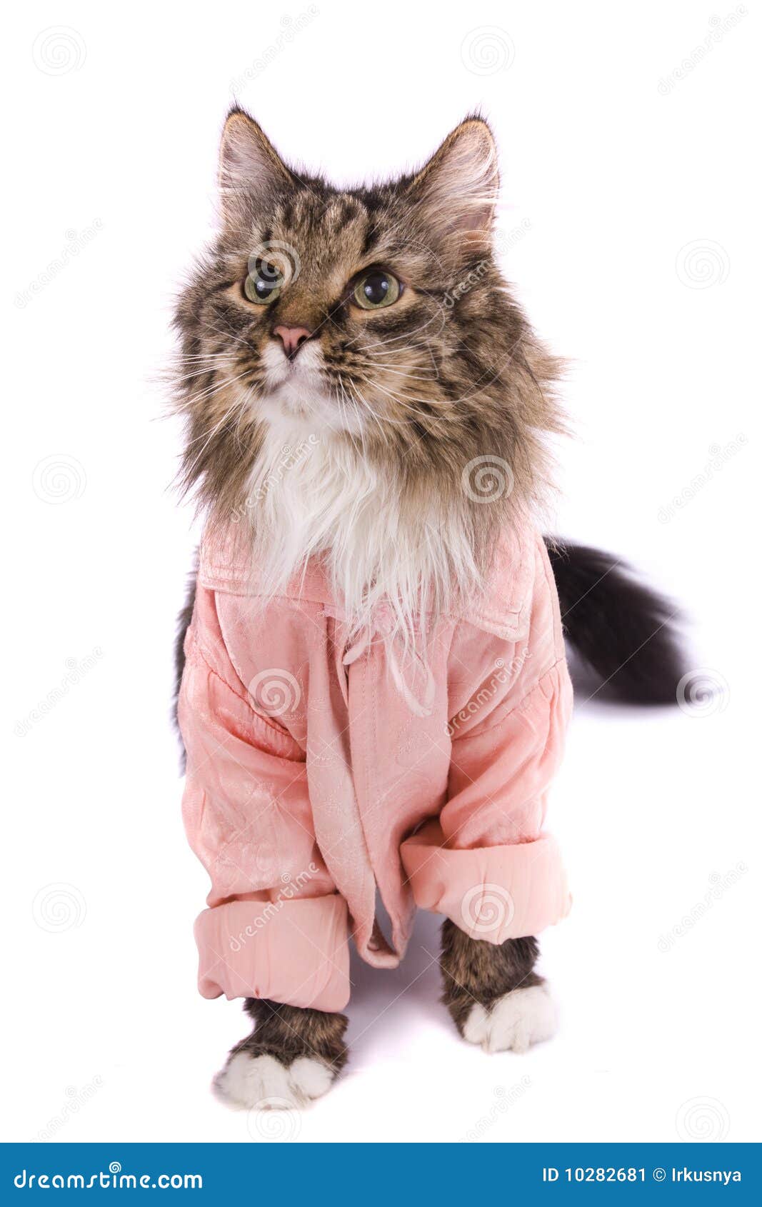 The cat clothed pink bathrobe. Pussy cat in bathrobe. Isolated on a ...