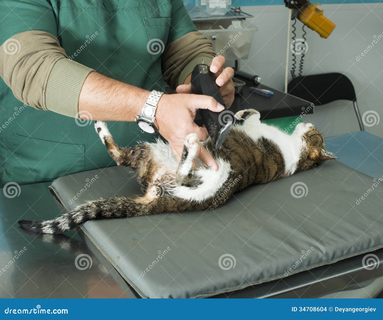 Cat coat cut stock photo. Image of white, animal, groom 34708604