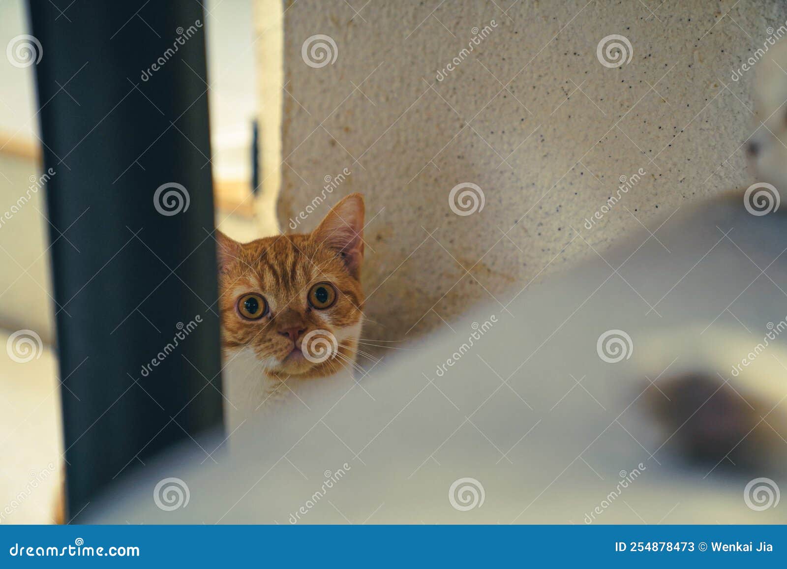 Cat in cat coffee shop stock image. Image of animal 254878473