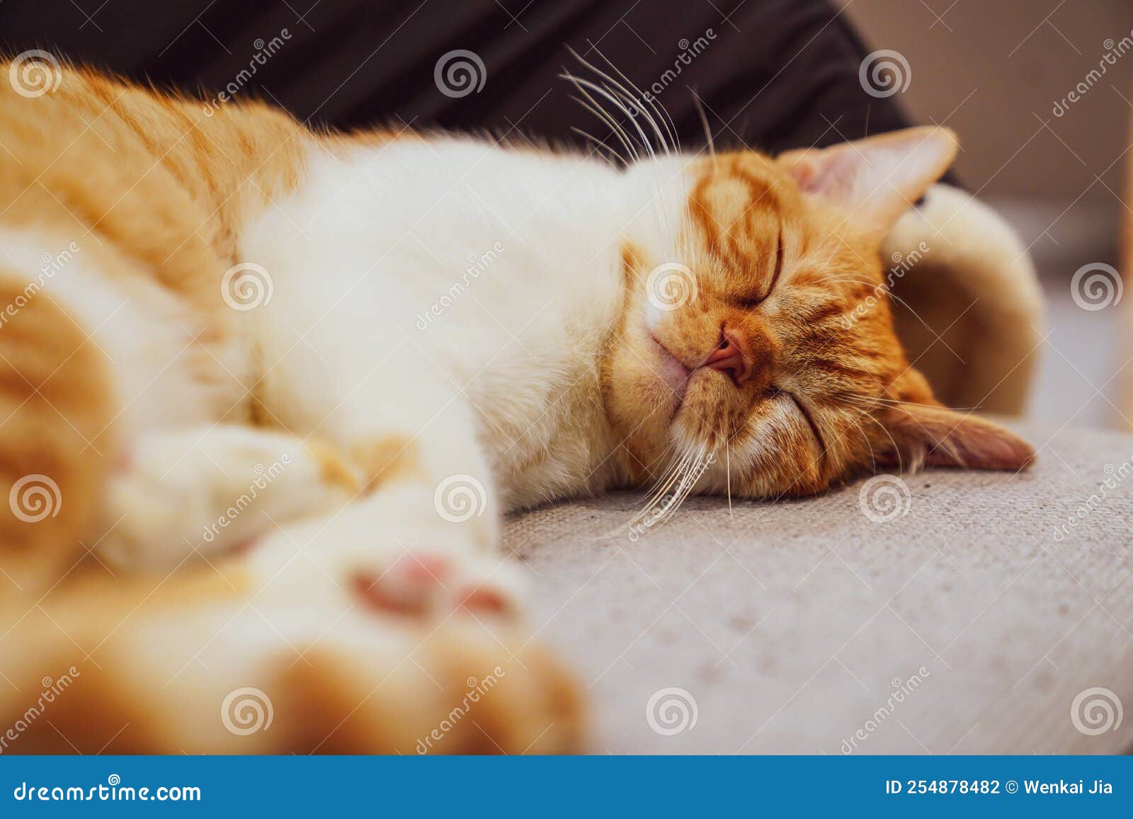 Cat in cat Coffee shop stock photo. Image of whiskers 254878482
