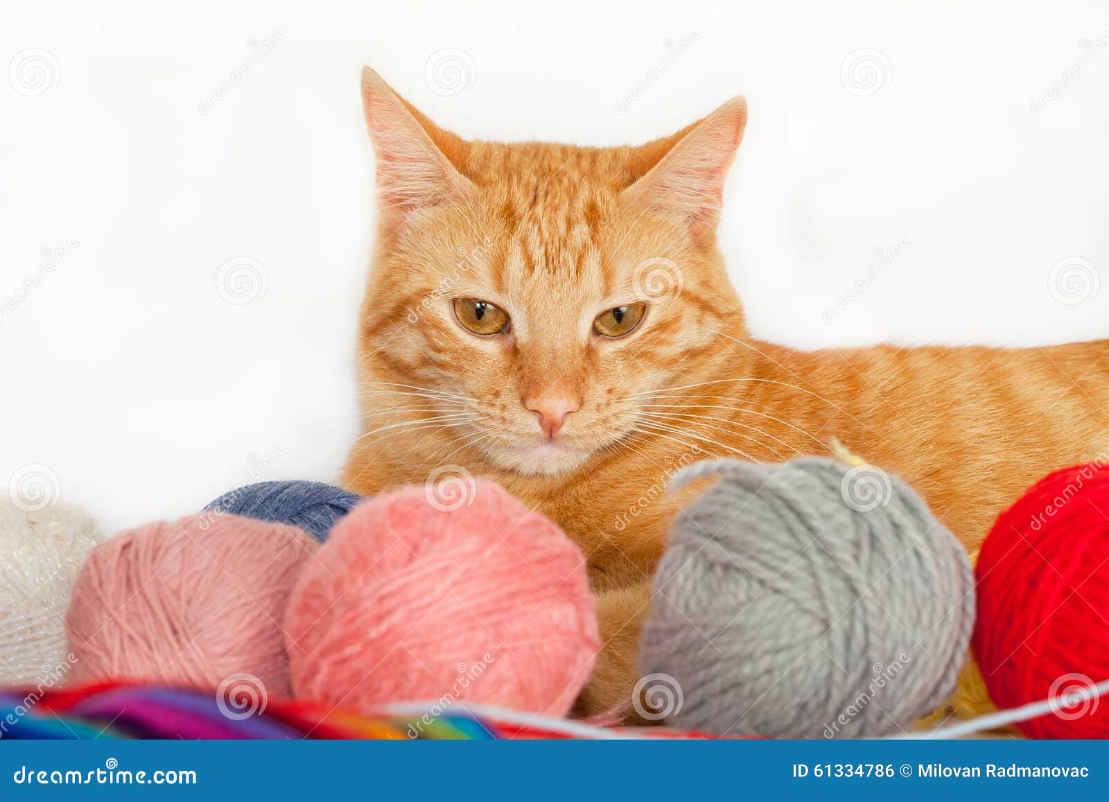 Cat with Colorful Yarn Balls Stock Photo Image of hobby, knitting 61334786