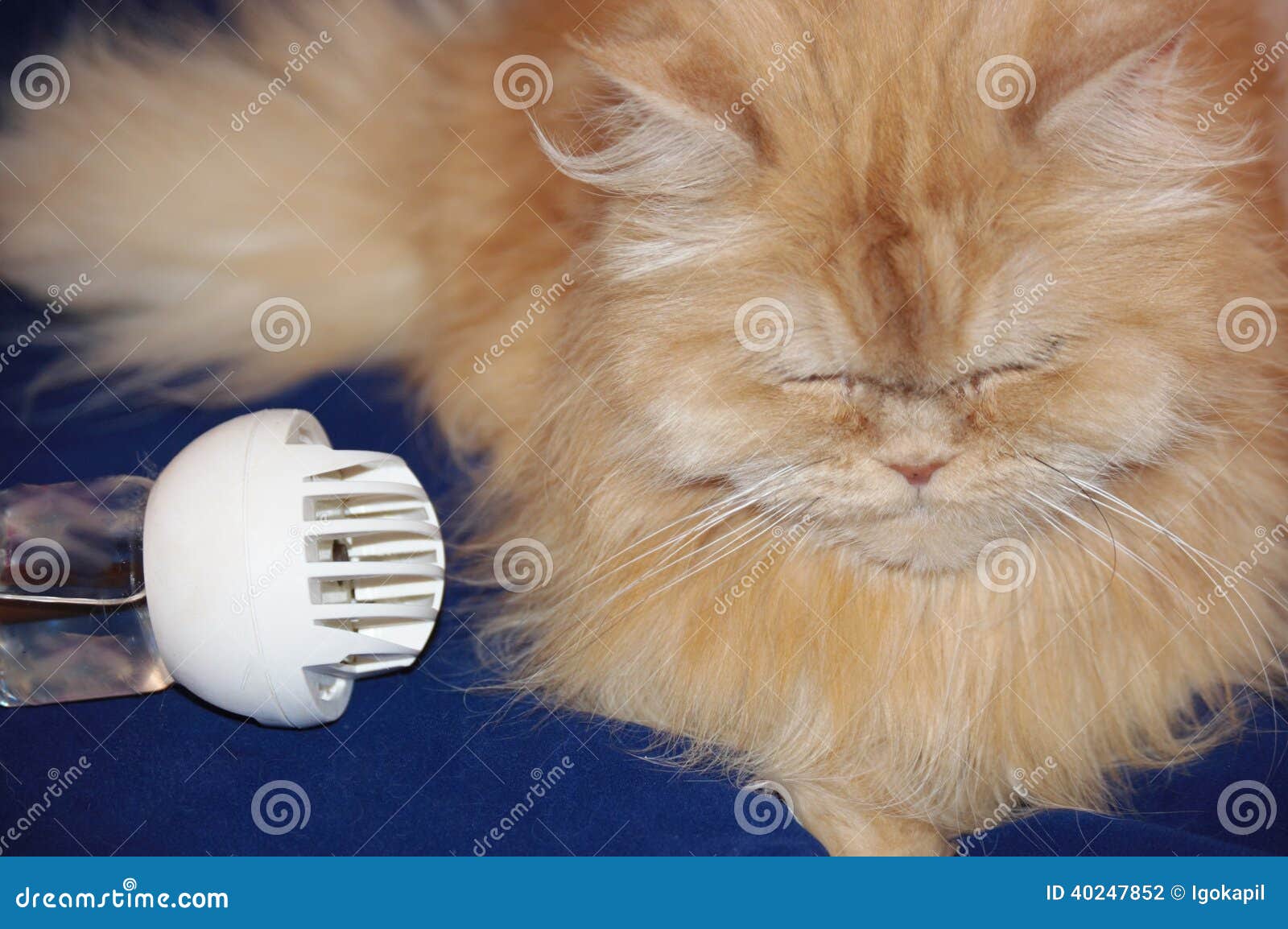Cat with comfort zone stock photo. Image of sleeping 40247852