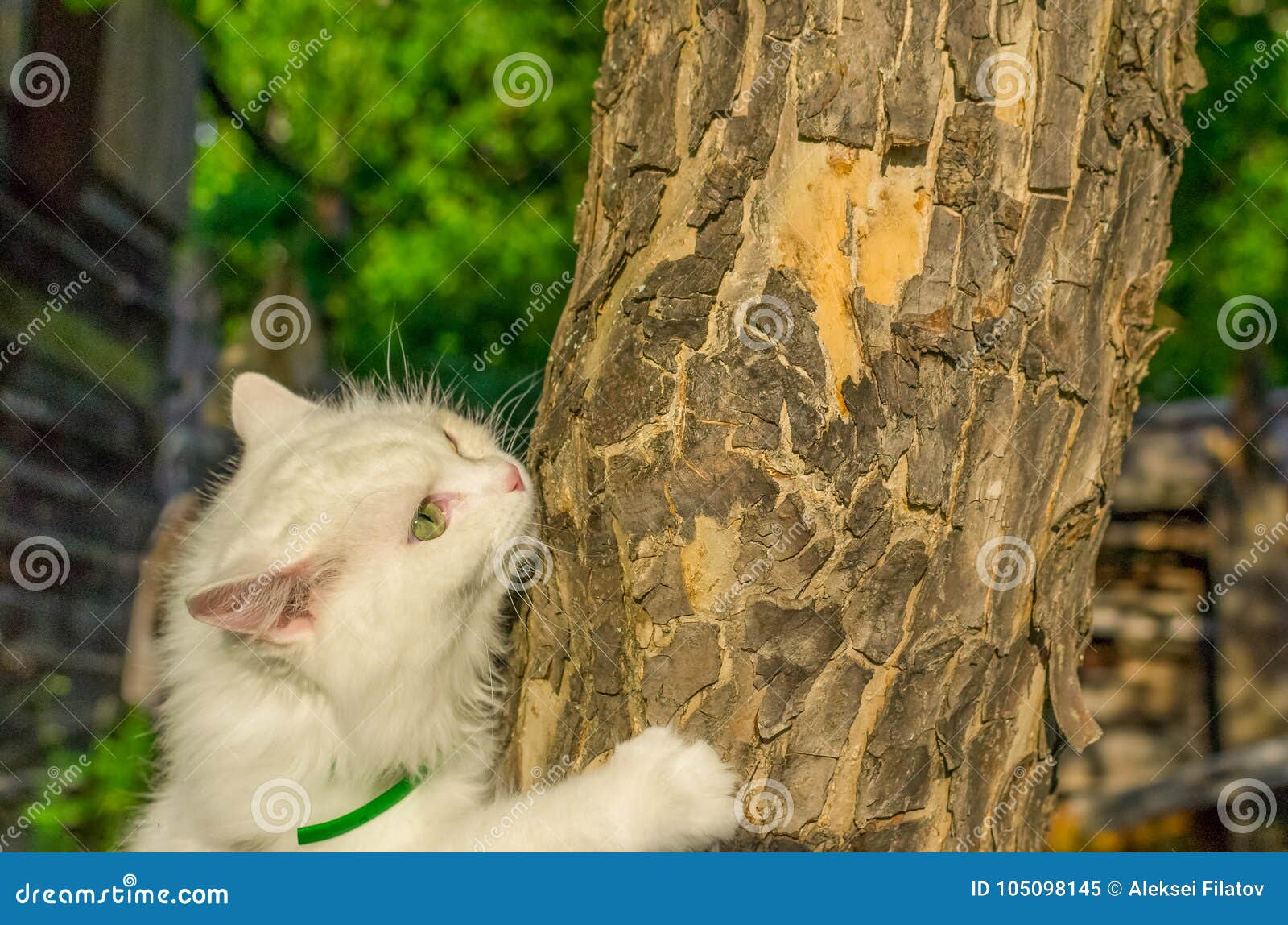 The Cat is Crawling on a Tree Stock Image Image of kitty, andfled