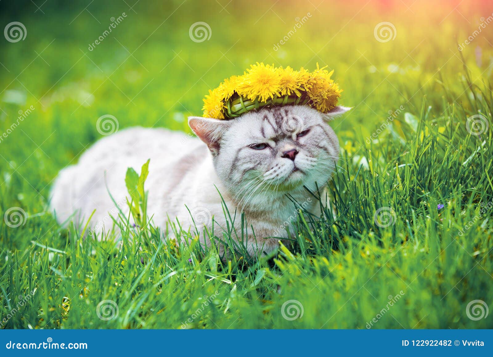 Cat Crowned with Dandelion Chaplet Stock Photo Image of flower