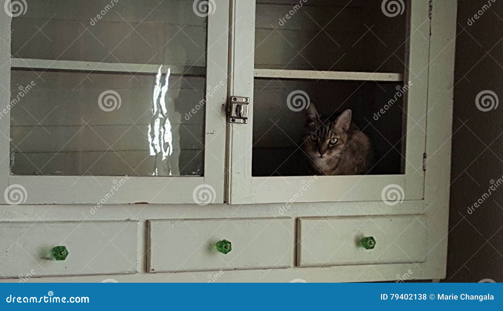 Cat In The Cupboard Stock Photo Image Of Colors Knobs 79402138