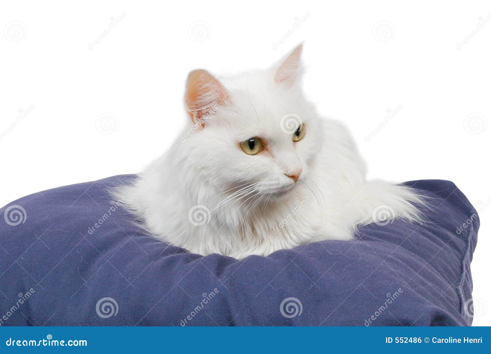 Cat on cushion 3 stock photo. Image of cushion, nature 552486