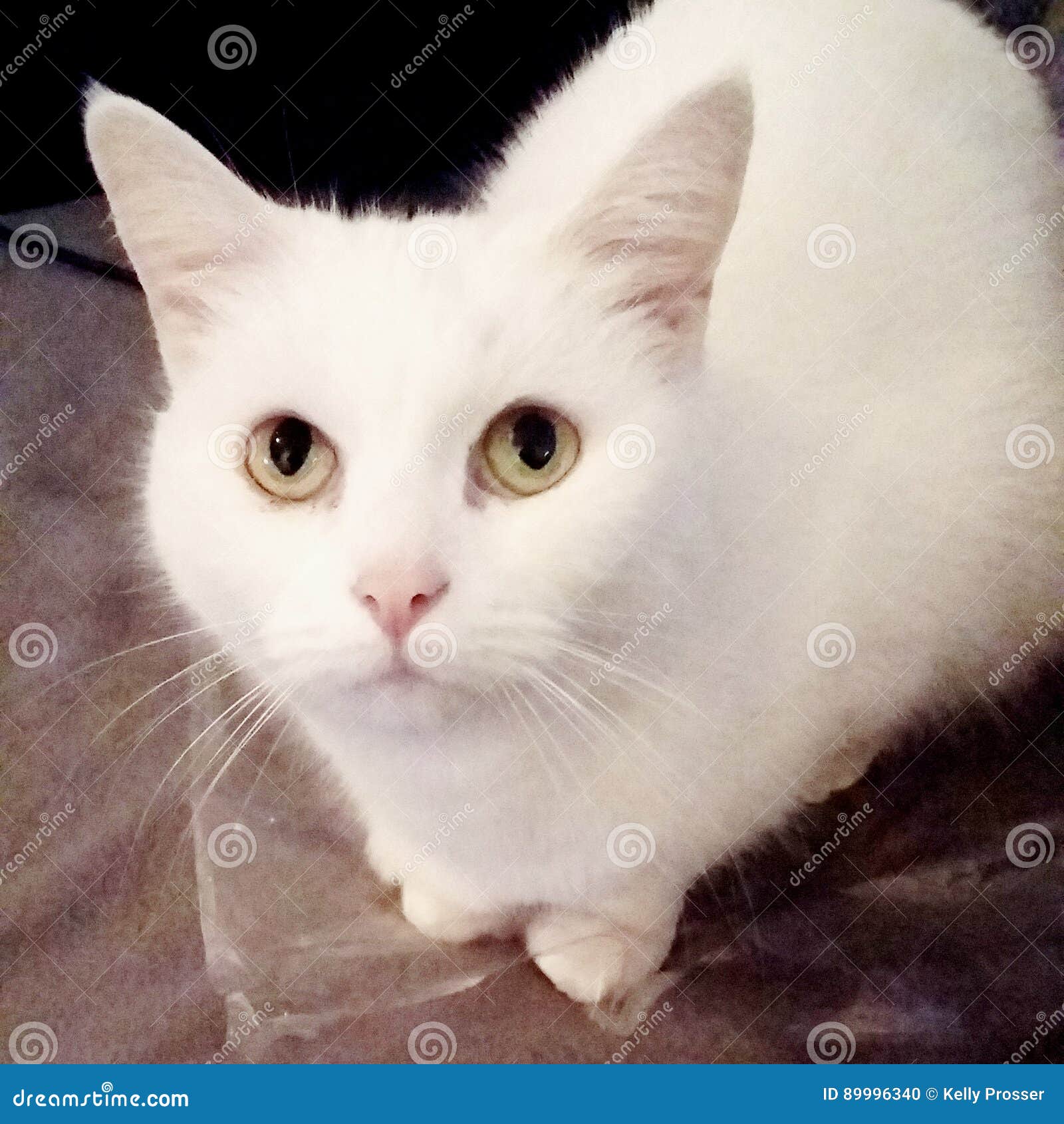 Cat cute stock photo. Image of cute, animals, looking 89996340