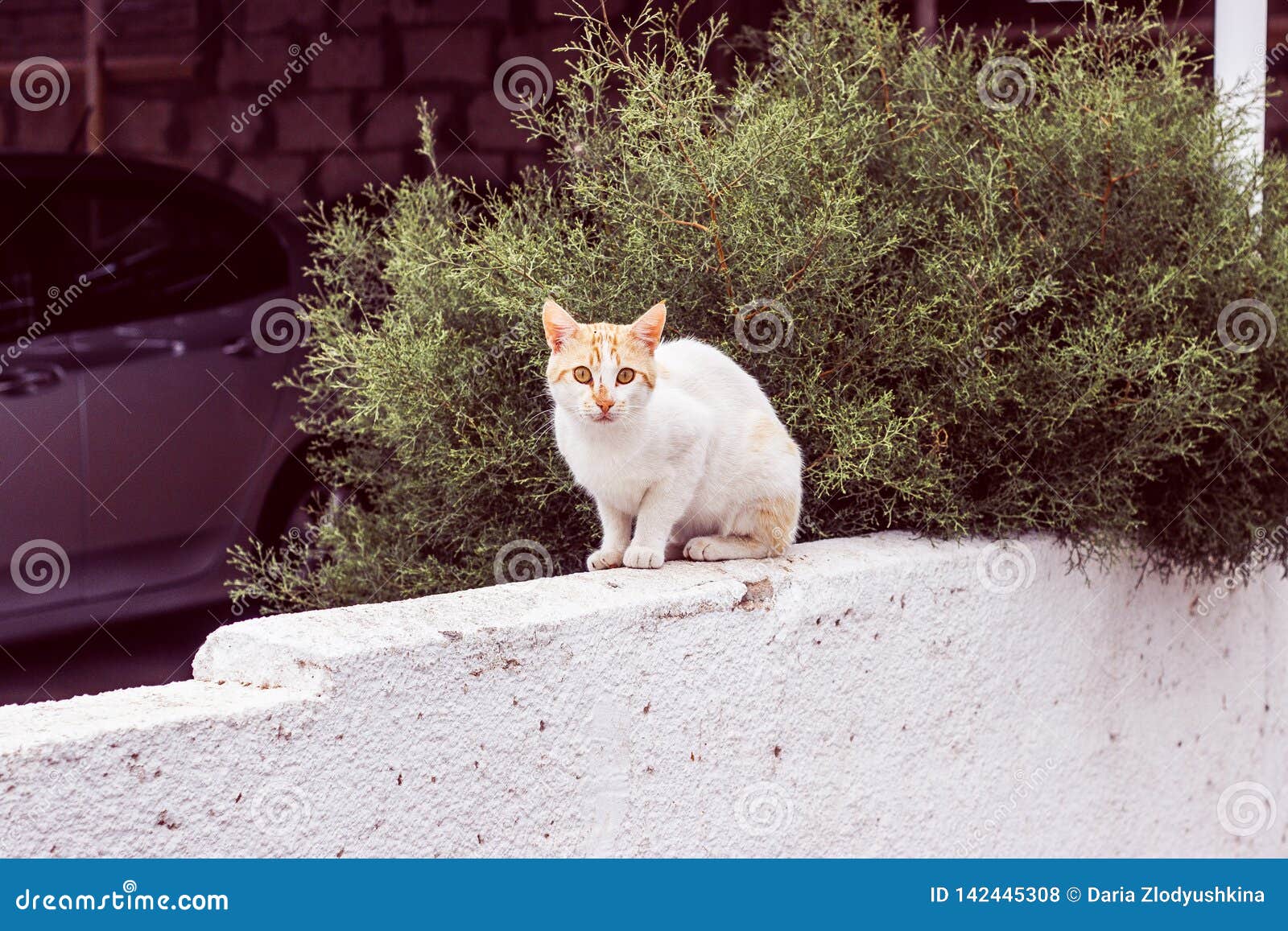 Cat On The Cyprus Stock Photo Image Of Travelling Trip 142445308