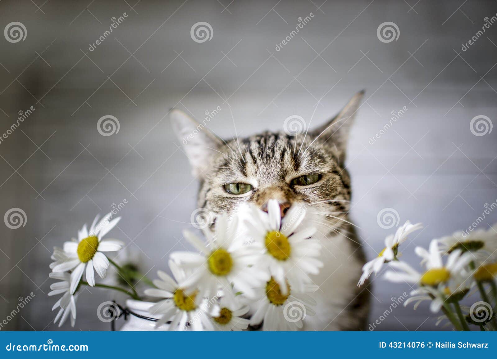 Cat and Daisy Flowers stock photo. Image of flowers, bloom 43214076