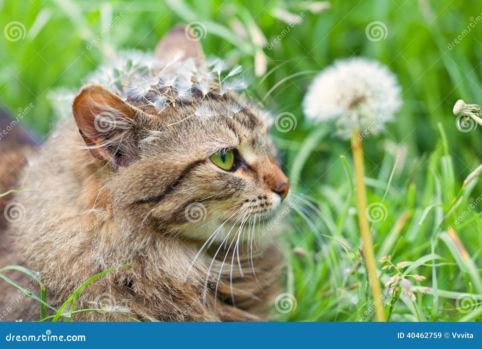 Cat with dandelion stock image. Image of beautiful, kitty 40462759