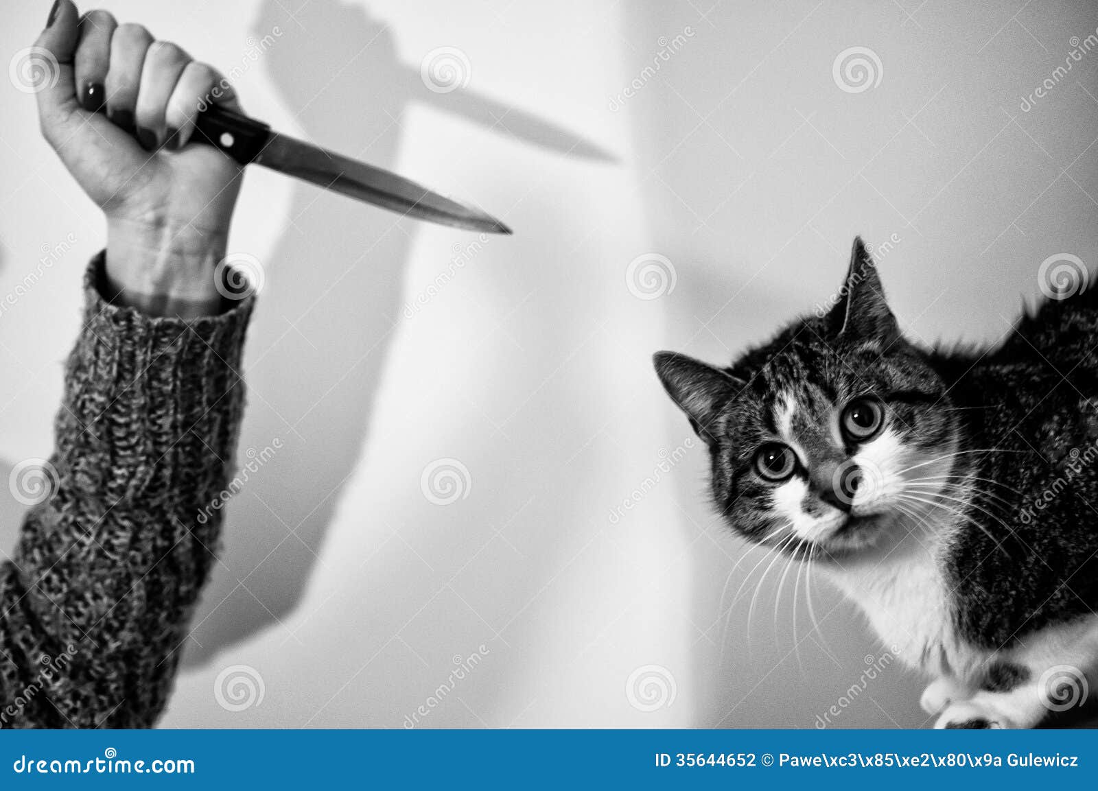 Cat in danger stock photo. Image of black, hand, stress 35644652