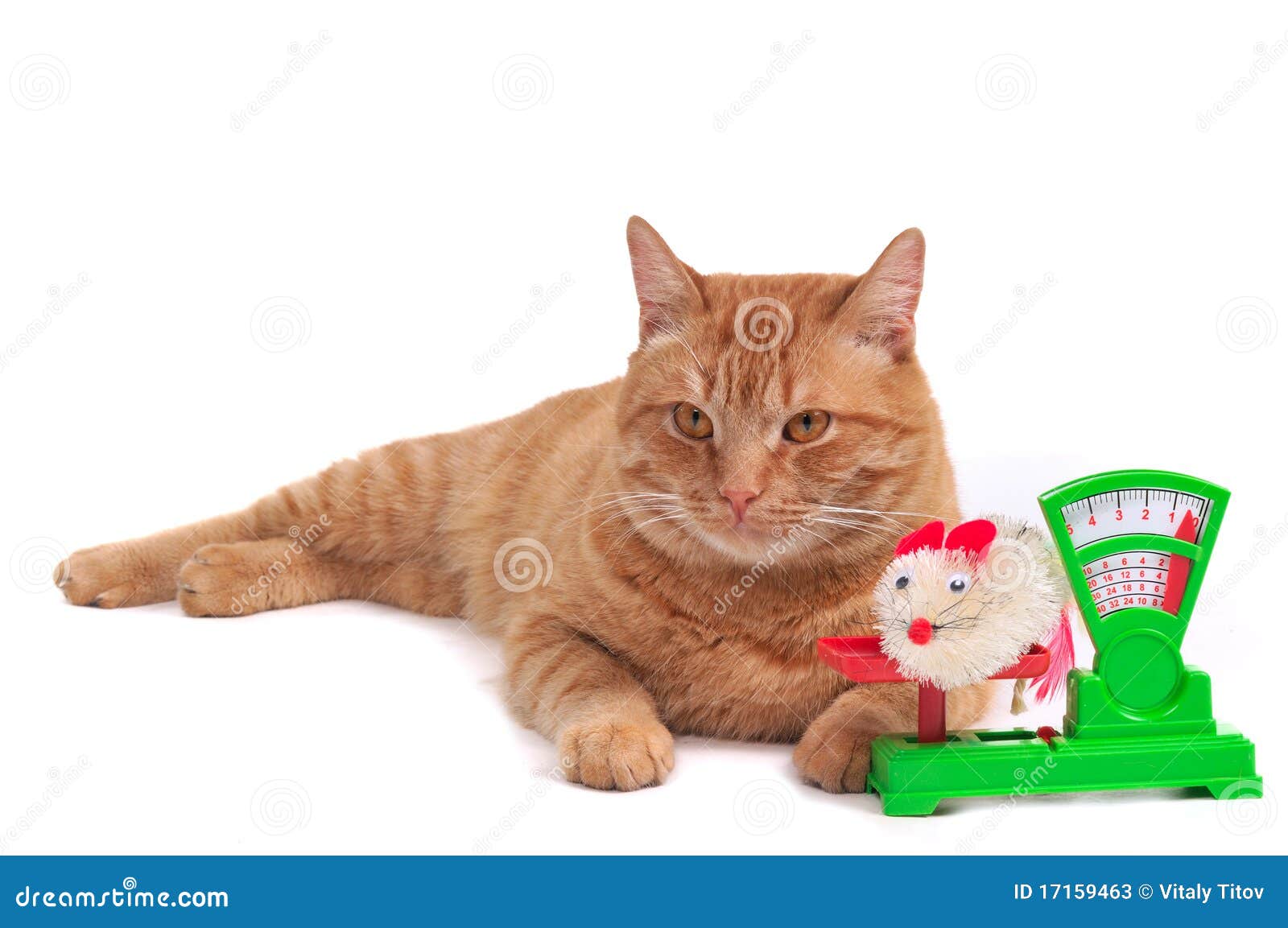 Cat in a Department Store stock image. Image of grocery 17159463