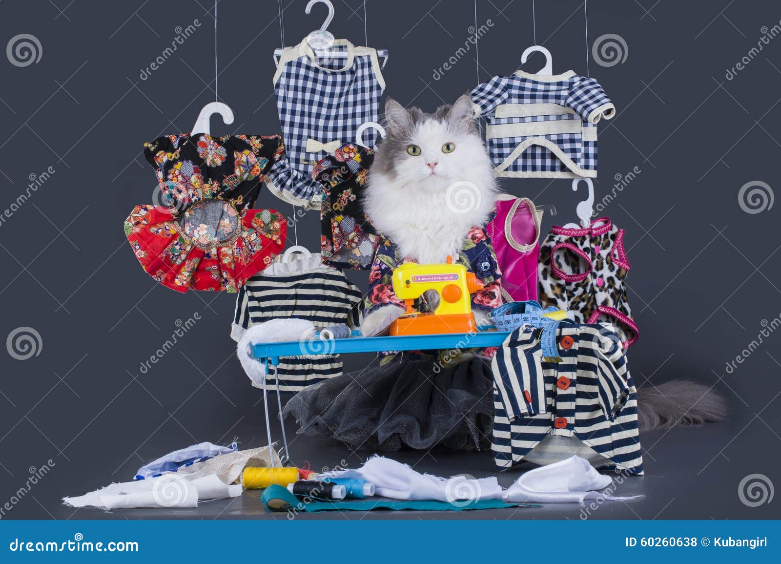 Catdesigner Presents His Collection of Clothes Stock Photo Image of
