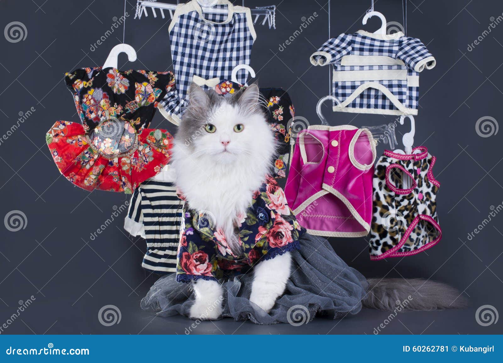 Catdesigner Presents His Collection of Clothes Stock Image Image of