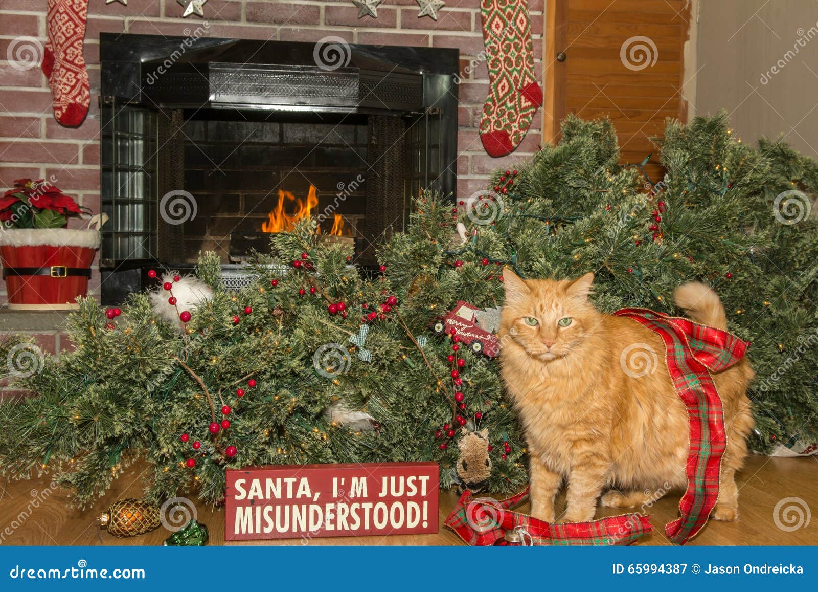 Cat Destroys Christmas imagen de archivo. Imagen de sensaciones 65994387