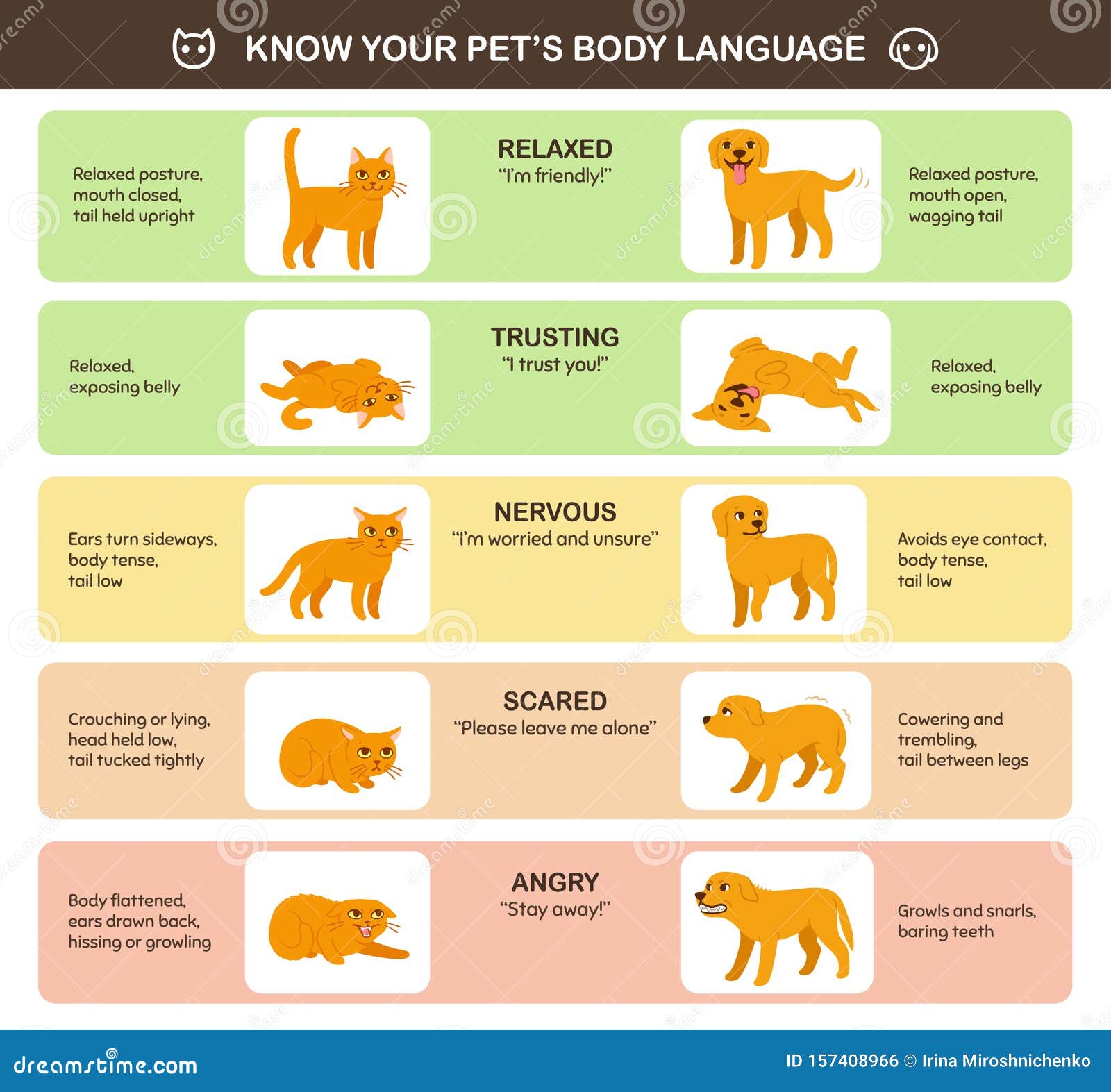 Understanding Cat Body Language & Behaviour