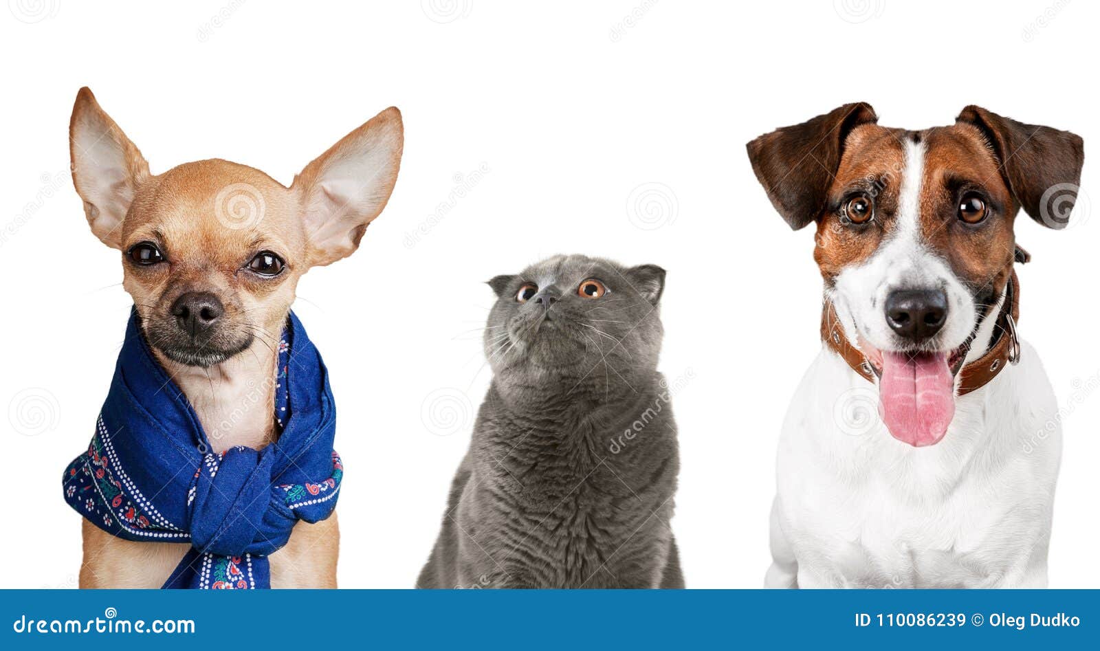 Cat and dog stock image. Image of maine, group, portrait 110086239