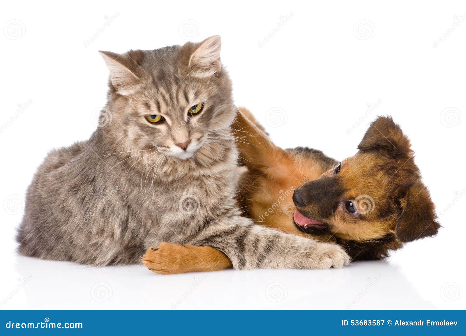 cat and dog fights.  on white background