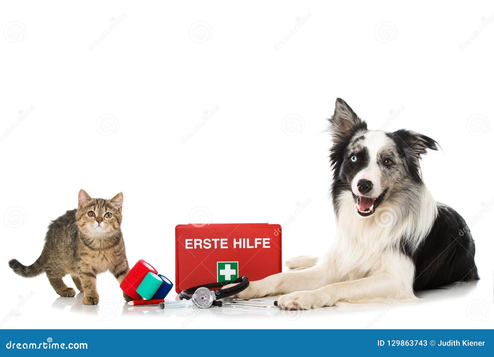 first aid for dogs and cats