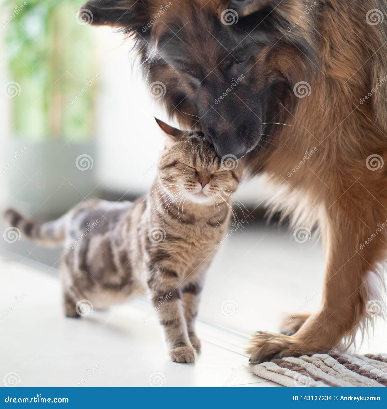 cat and dog friends together indoors. friendship between pets.