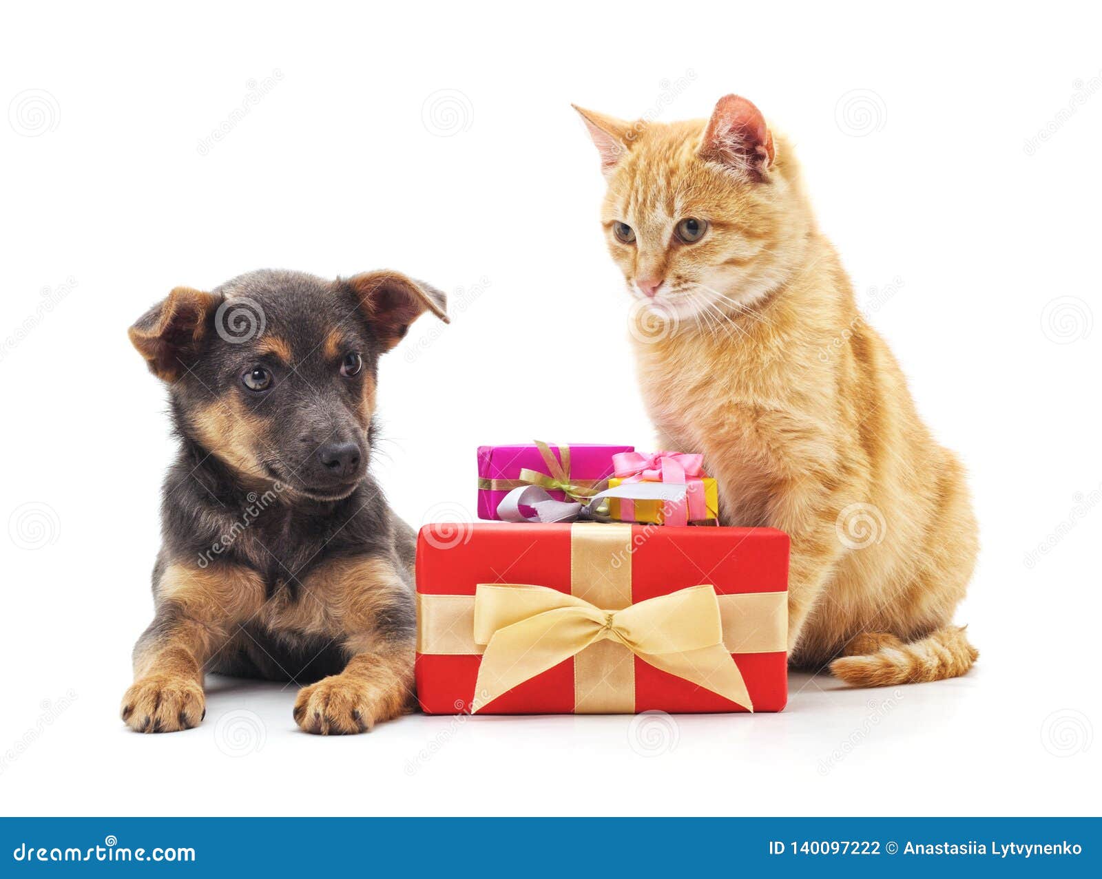 Cat and dog with gifts stock photo. Image of attention 140097222