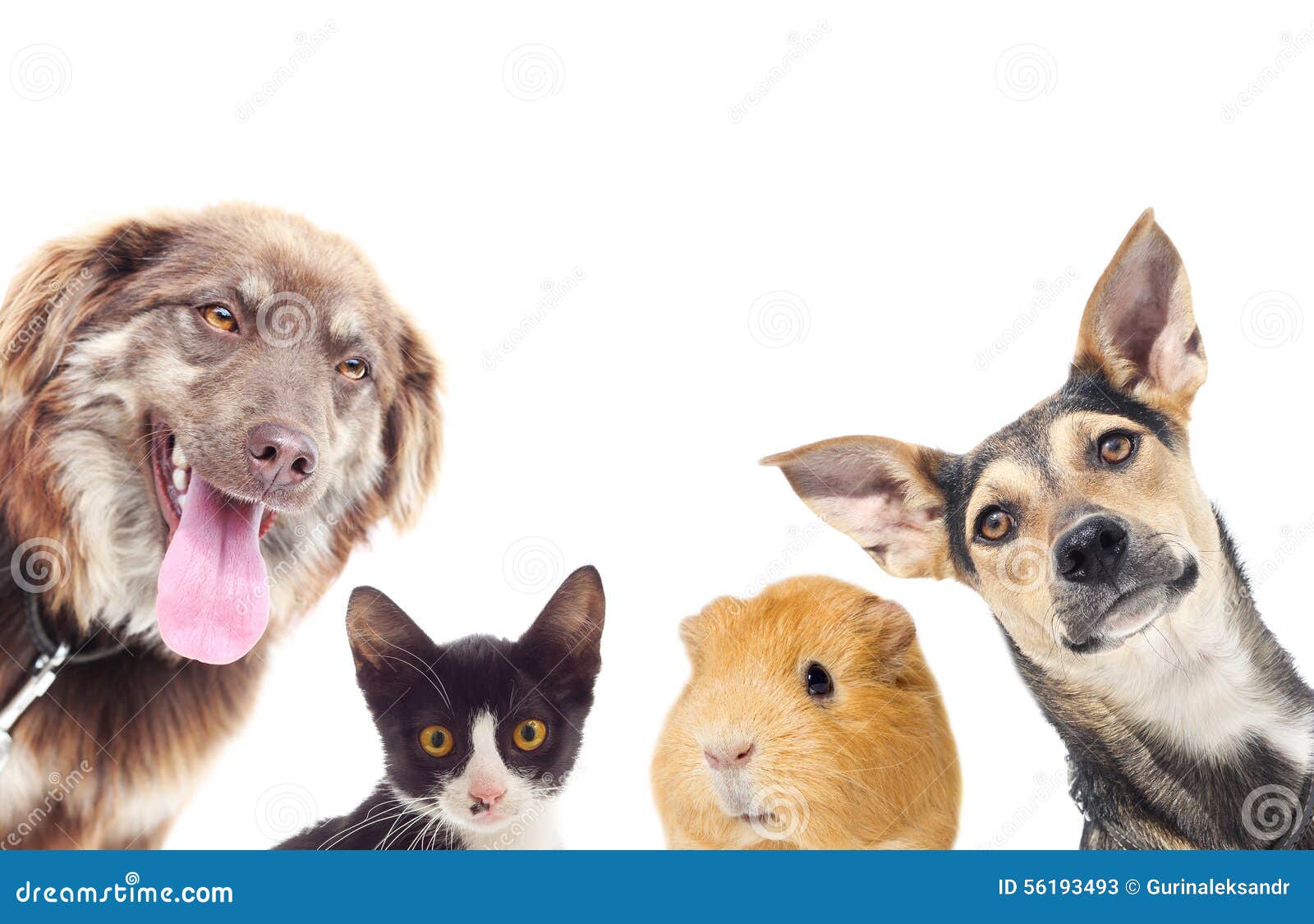 Cat And A Dog And Guinea Pig Stock Photo Image 56193493