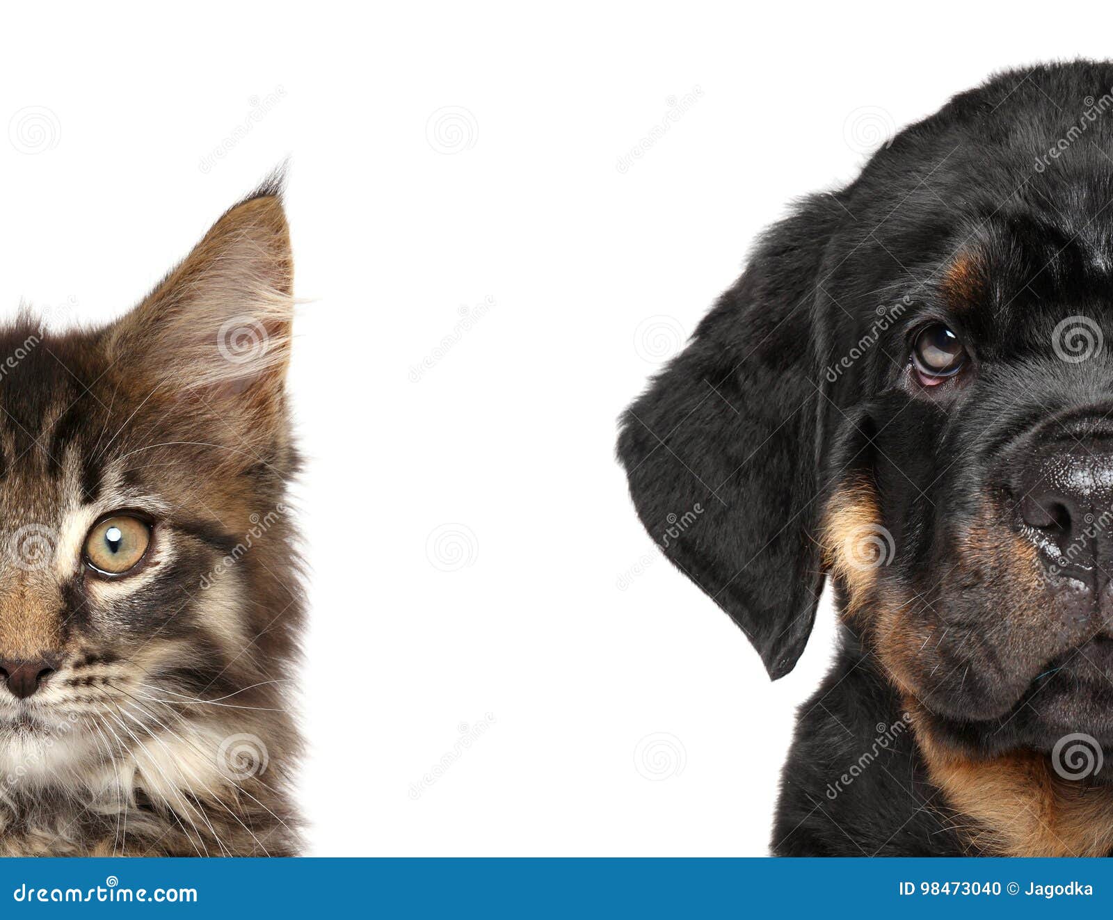 cat and dog, half of muzzle