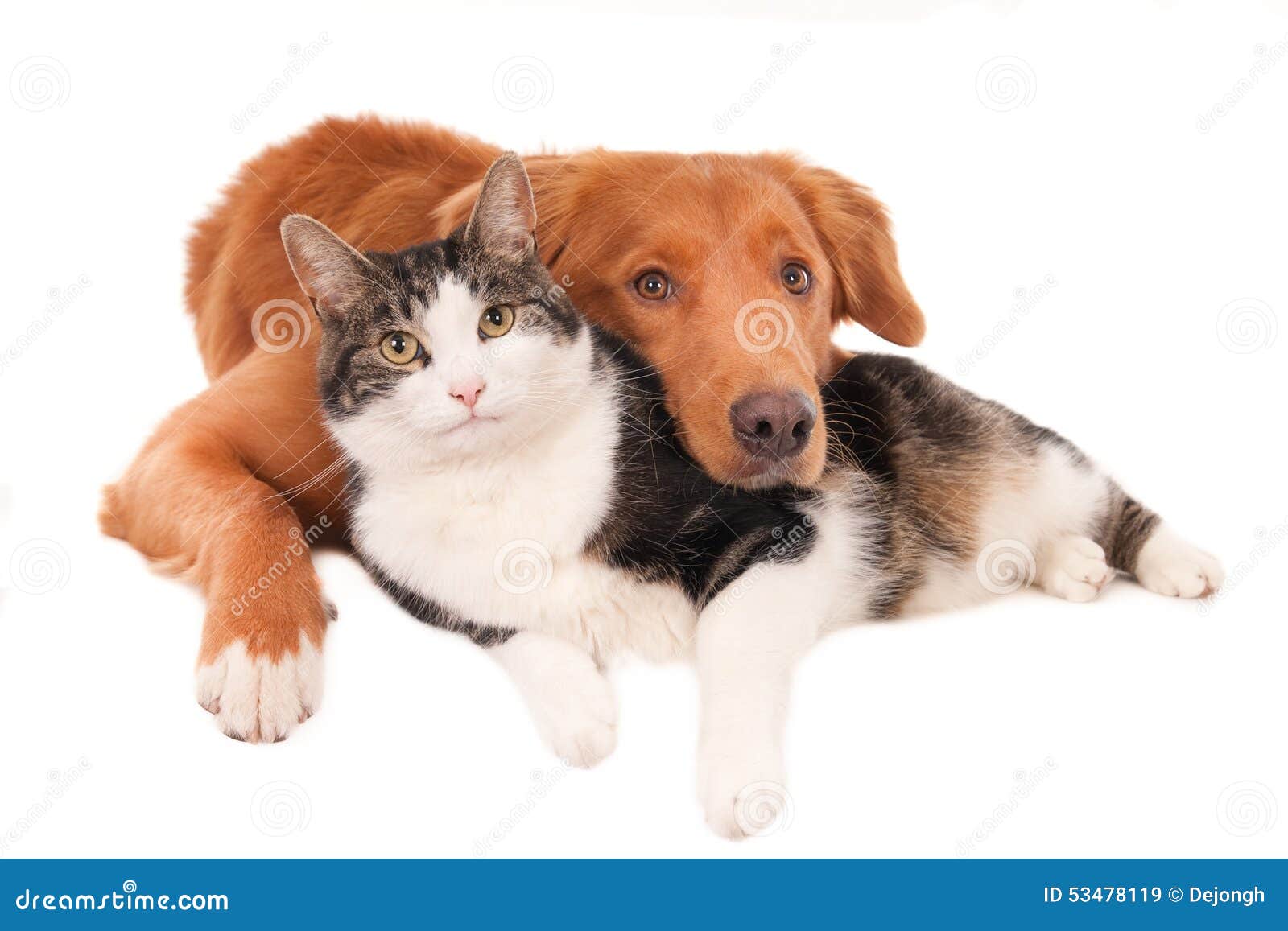 cat and dog in an intimate pose,  on white