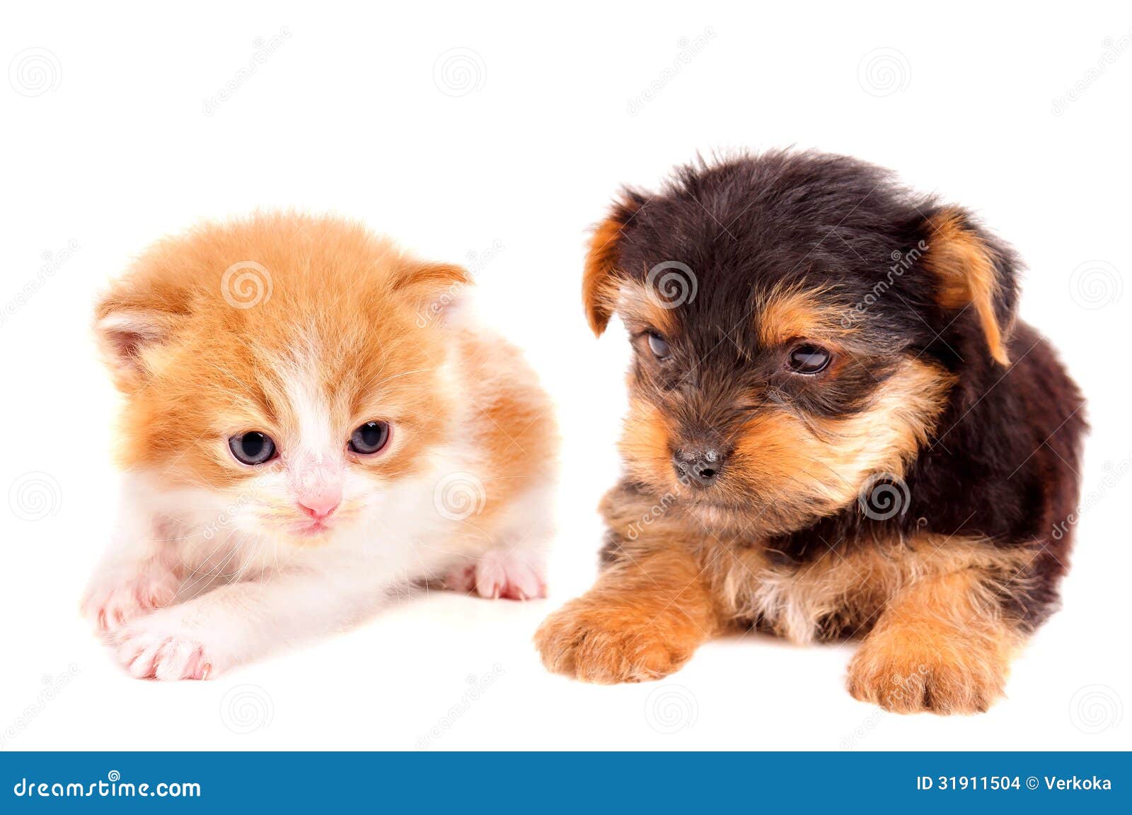 little cat and dog