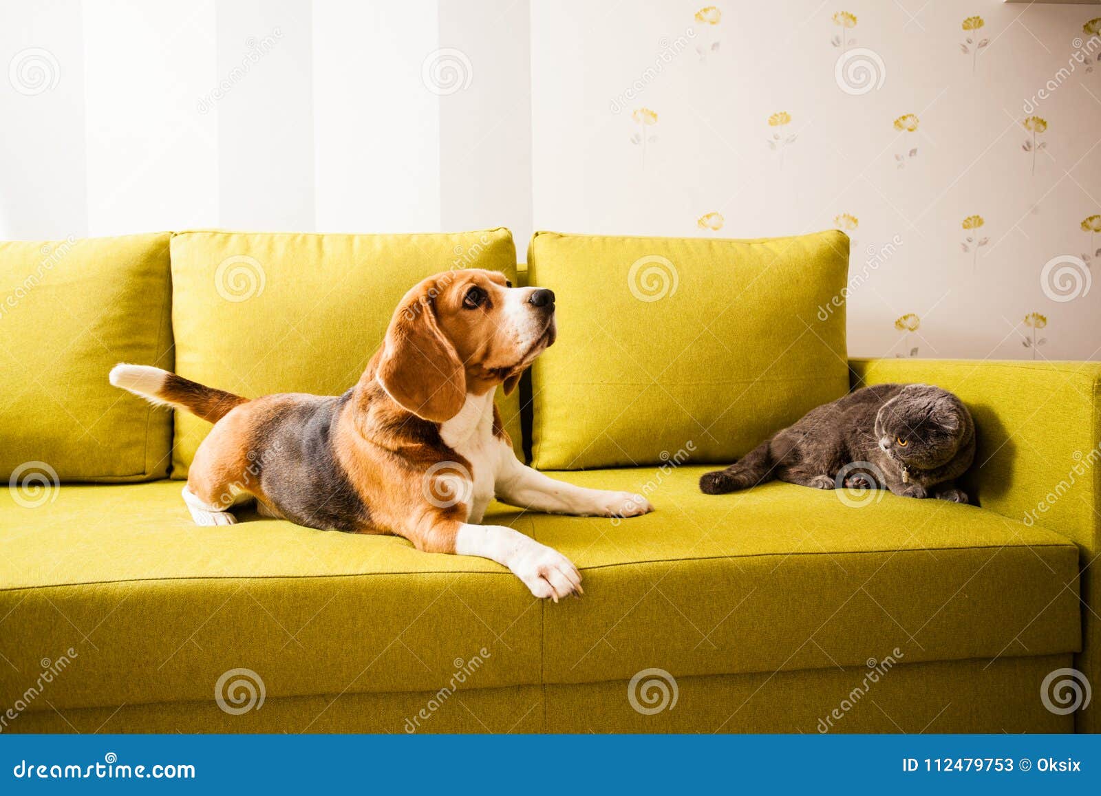 Happy Pets are Relaxing at Home Stock Image Image of carpet, interest