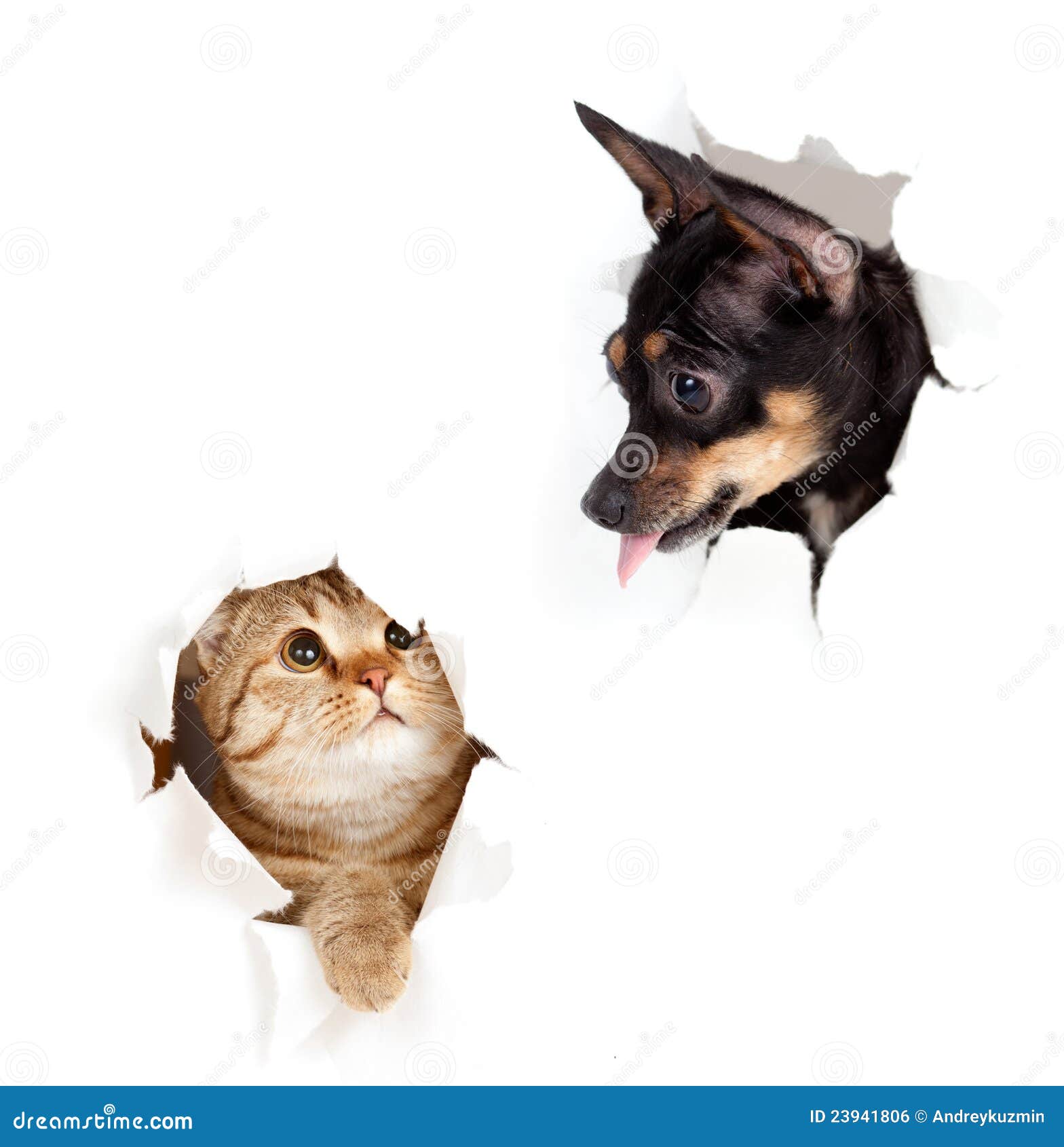 cat and dog in paper side torn hole 