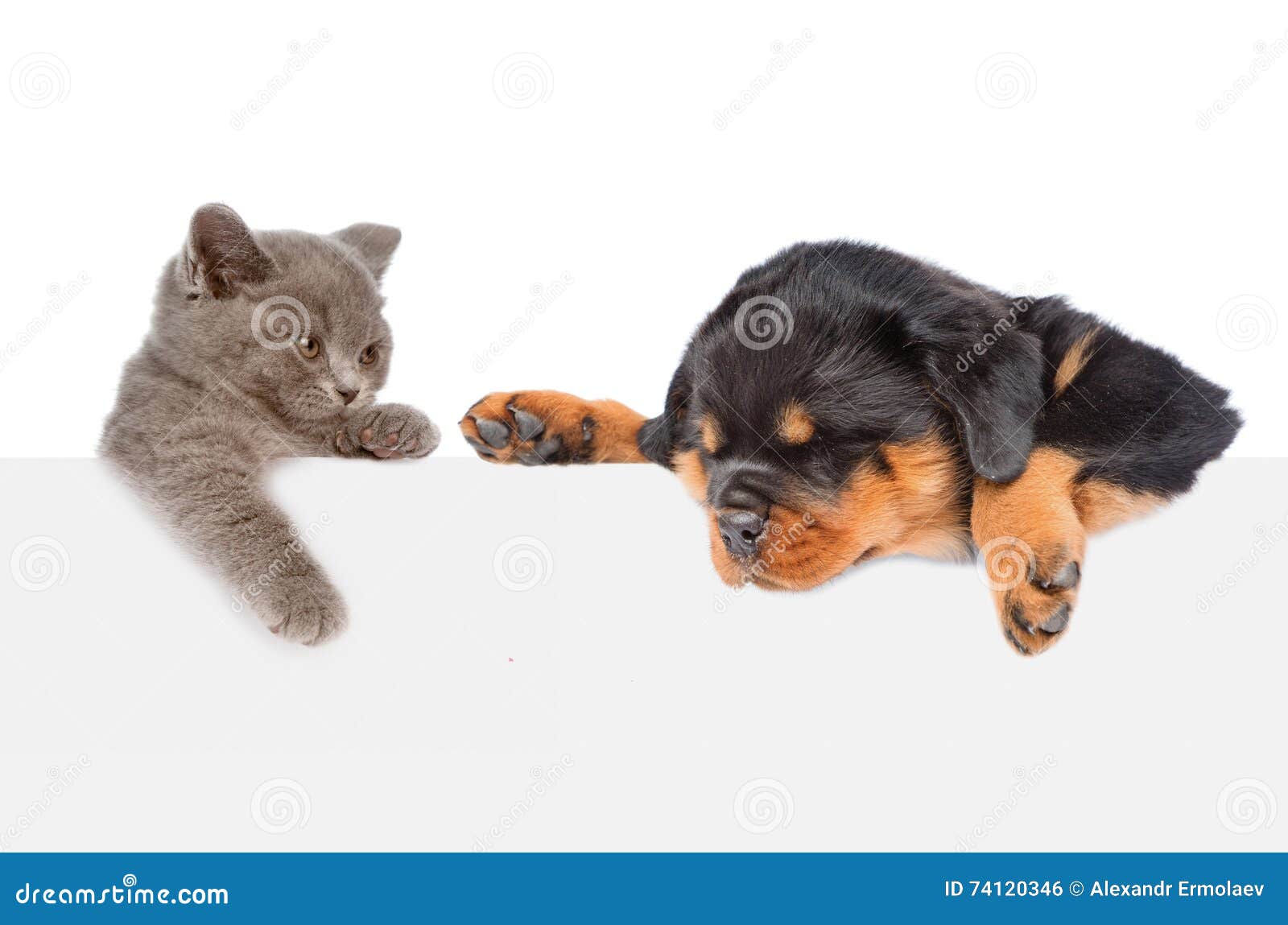 Cat and Dog Peeking from Behind Empty Board Looking Down. Isolated on
