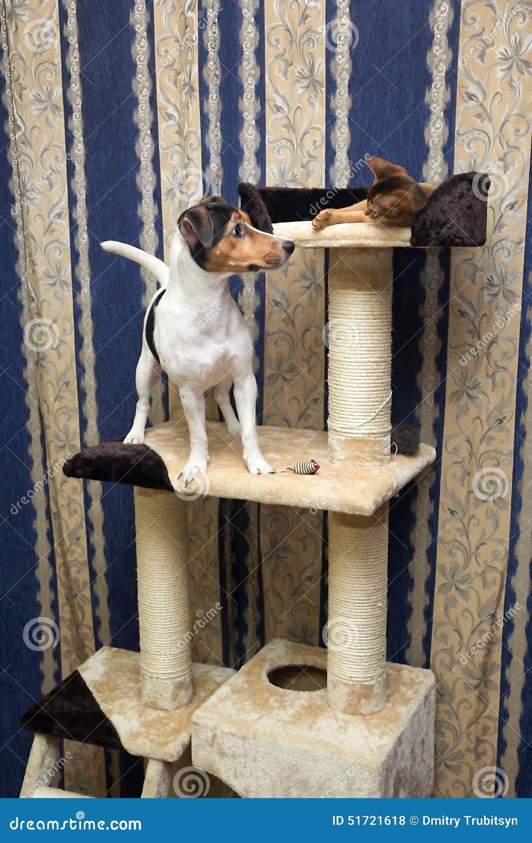 cat tree for dogs