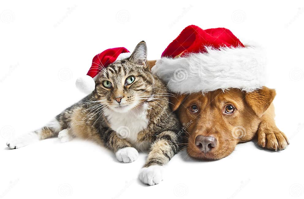 Cat and Dog with Santa Red Hats Stock Image - Image of lighting ...