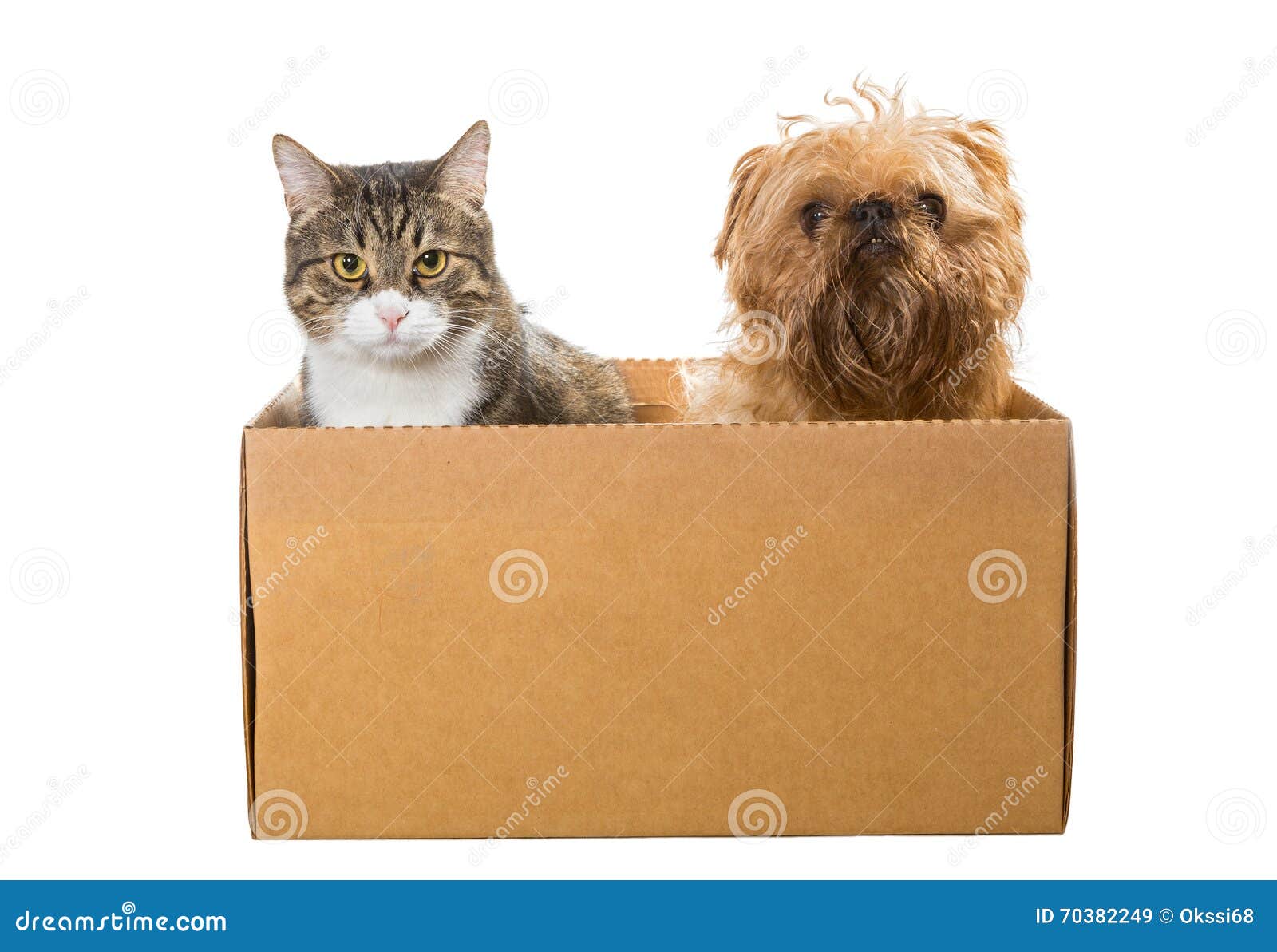 cat and dog box