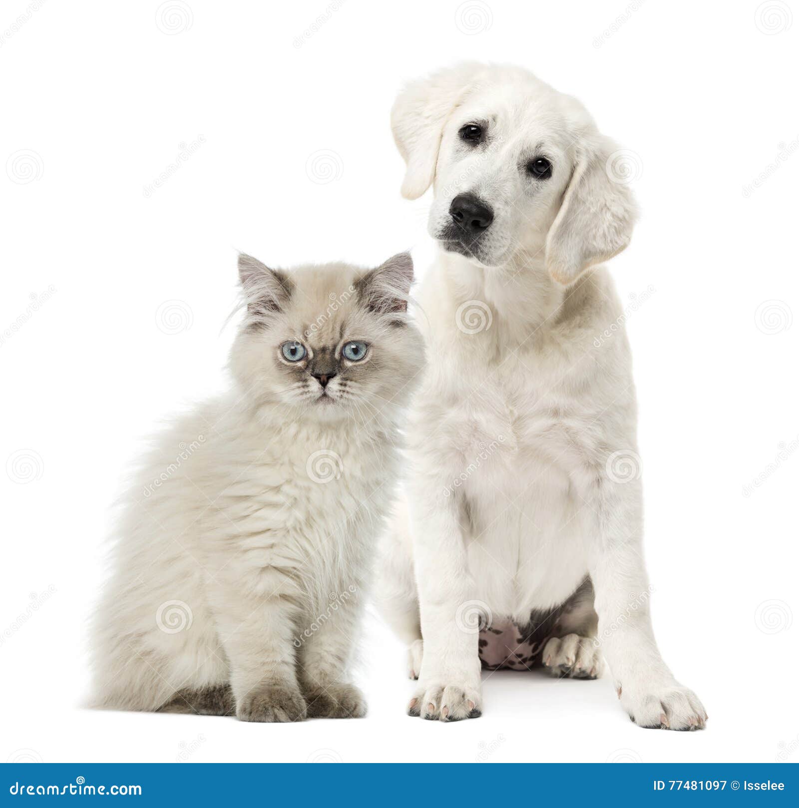 Cat and dog sitting stock image. Image of sitting, animals 77481097