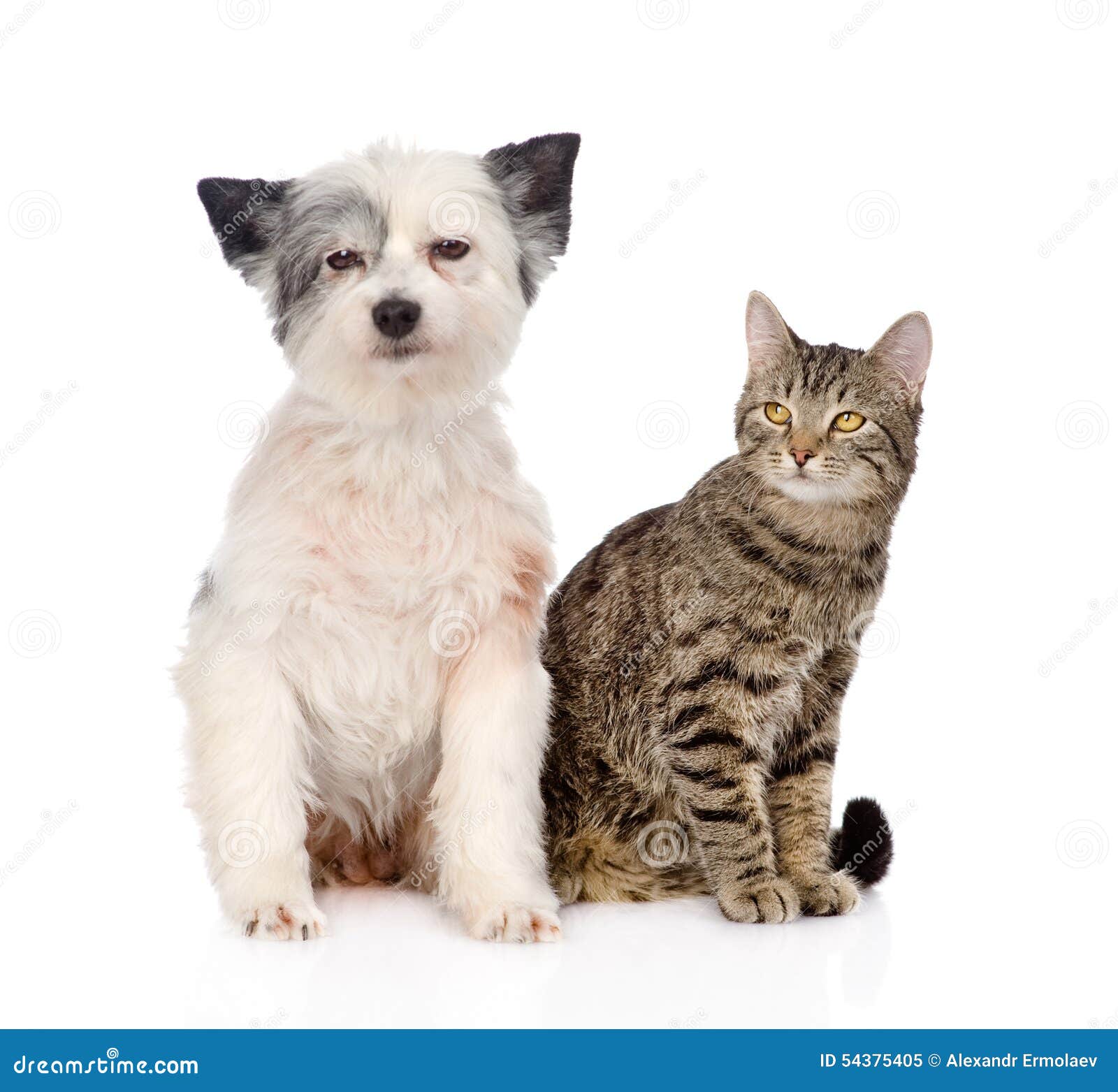Cat and Dog Sitting Together. Isolated on White Background Stock Image