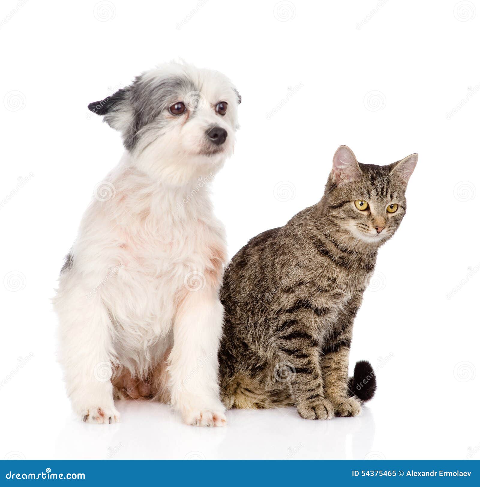 Cat and Dog Sitting Together. Isolated on White Background Stock Image