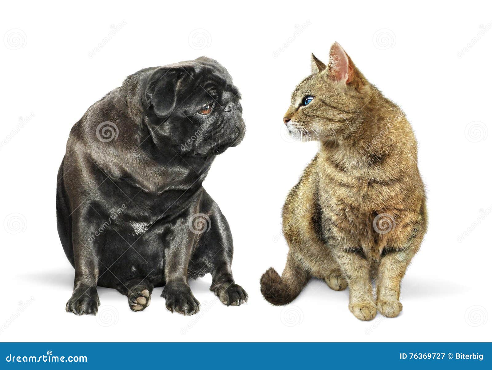 Cat and Dog Sitting Together Stock Image Image of mammal, adult 76369727
