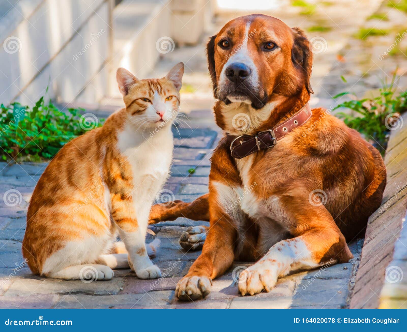 Cat and Dog Sitting Together on a Sidewalk Stock Photo Image of breed