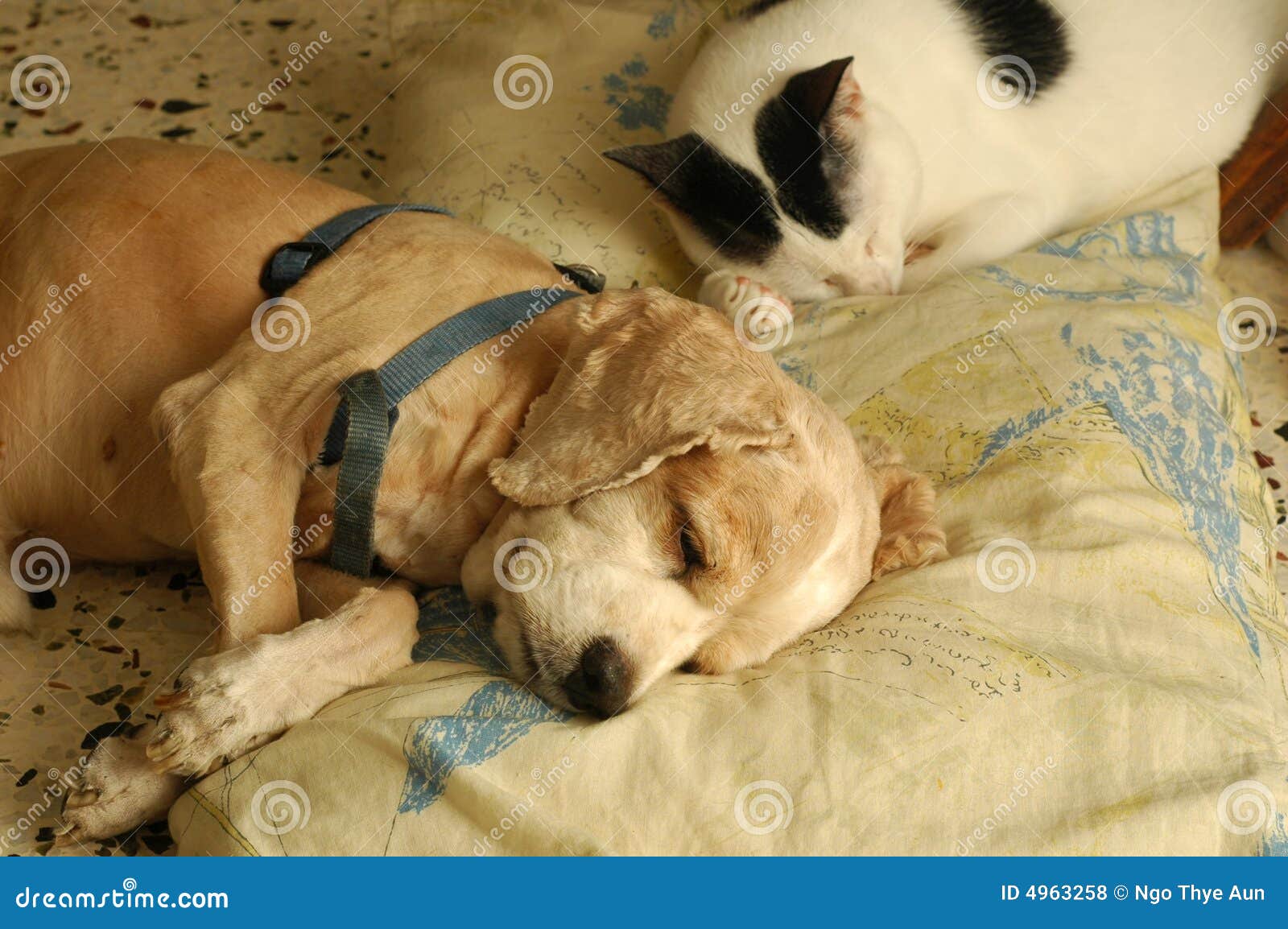 Cat Dog Sleeping stock photo. Image of life, home, cute 4963258