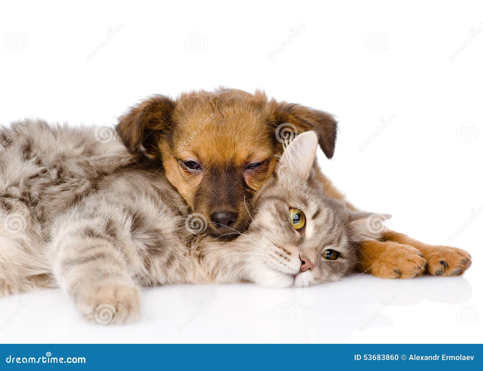 Cat and dog sleeping. isolated on white background.