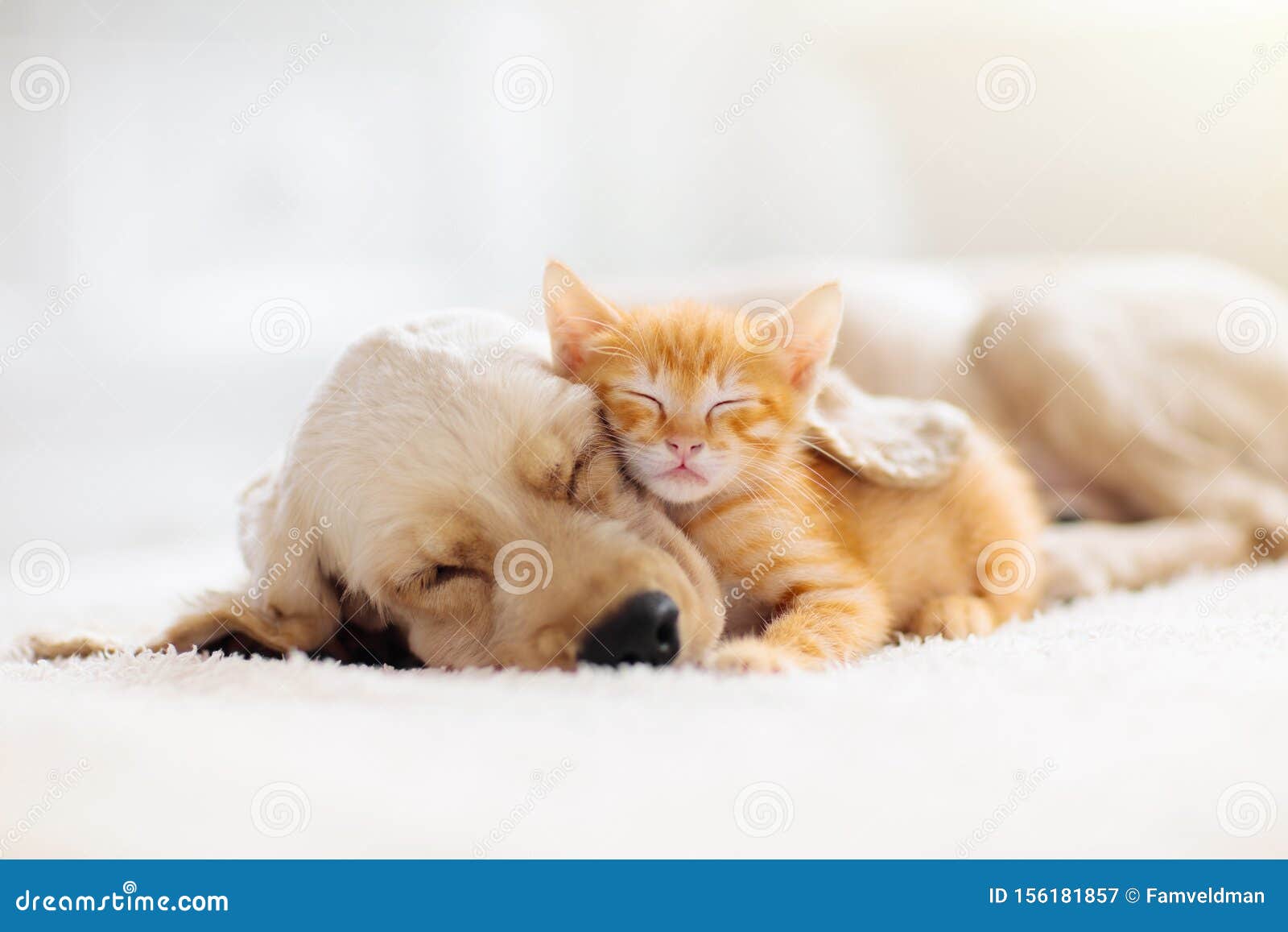 cat and dog sleeping. puppy and kitten sleep