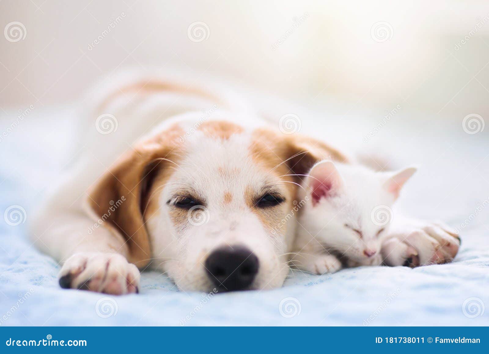 cute kittens and puppies sleeping together