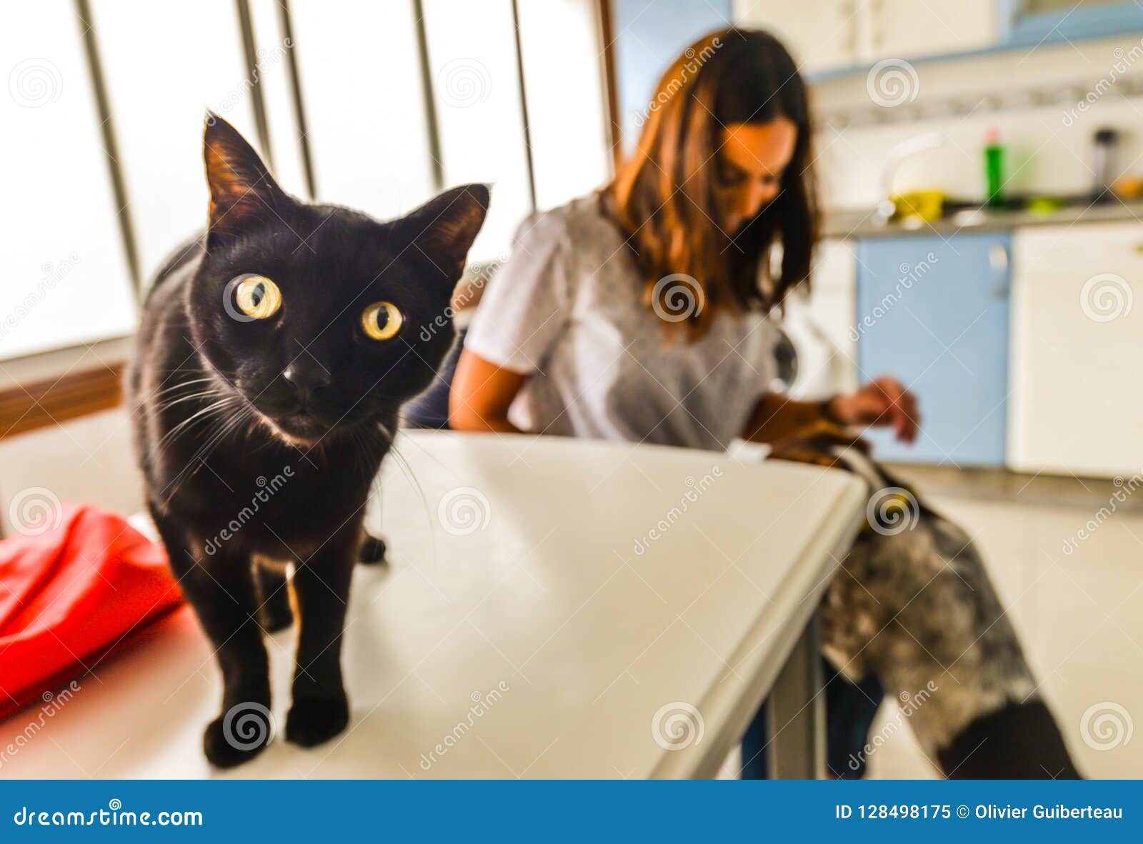 Cats and Dogs in the Kitchen Editorial Image Image of isolated, happy