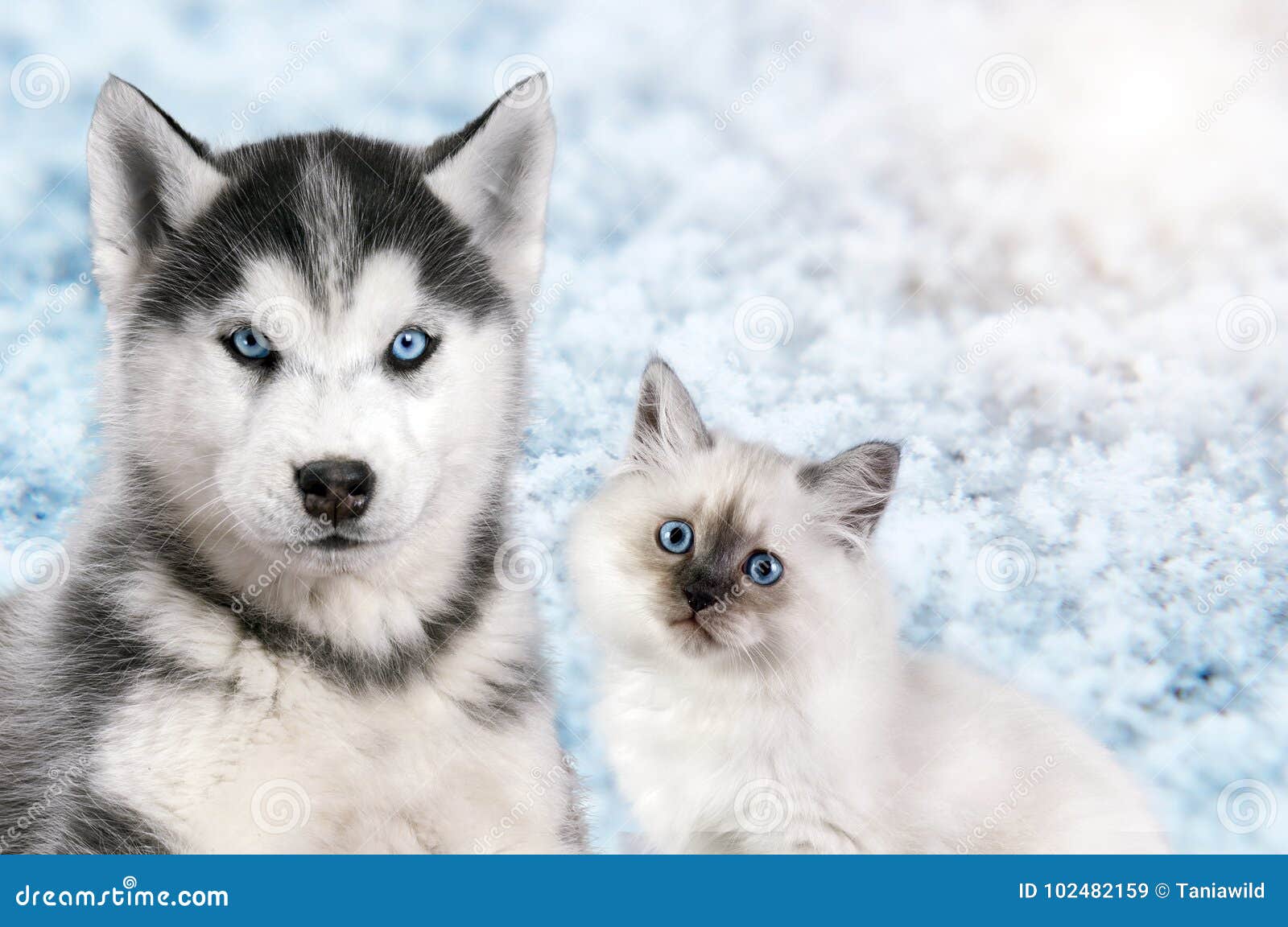 are siberian huskies good with cats